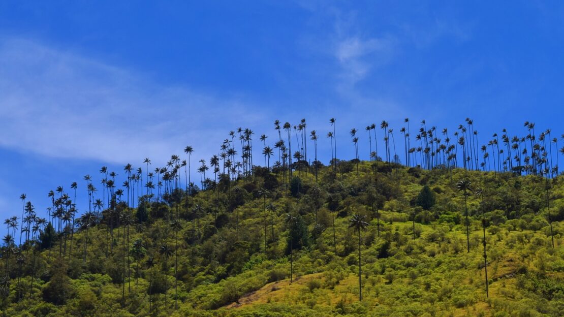 Vallée de Cocora, Colombie (Marcelot87 / Pixabay)