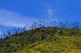 Vallée de Cocora, Colombie (Marcelot87 / Pixabay)